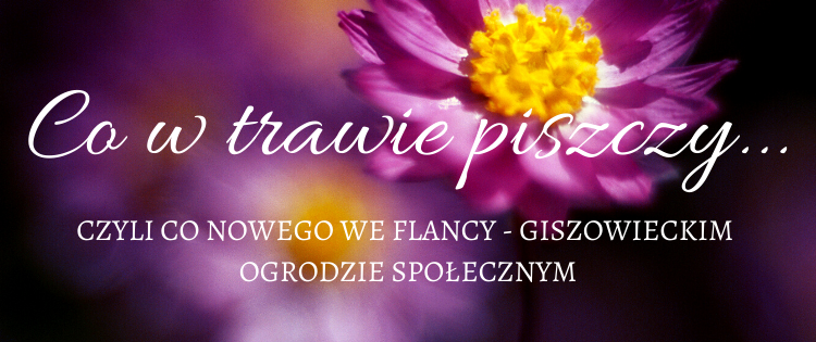 Co w trawie piszczy – czyli co nowego we Flancy – giszowieckim ogrodzie społecznym
