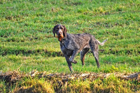 dog-3226809_1280